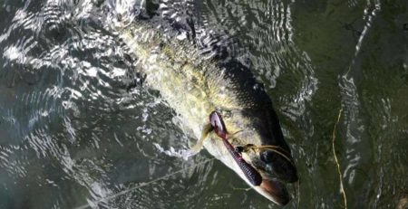 lake seminole fishing