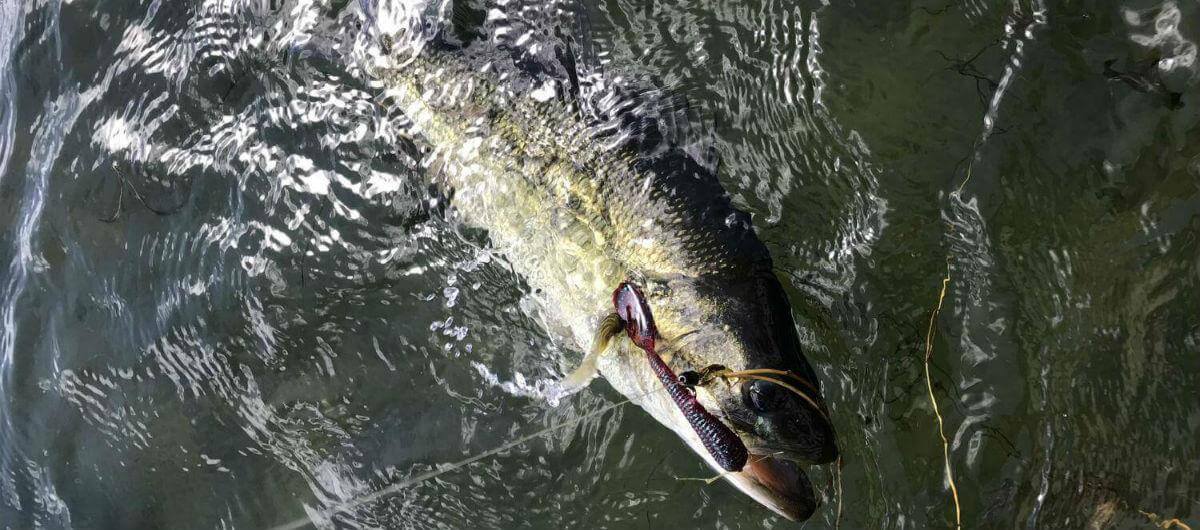 lake seminole fishing